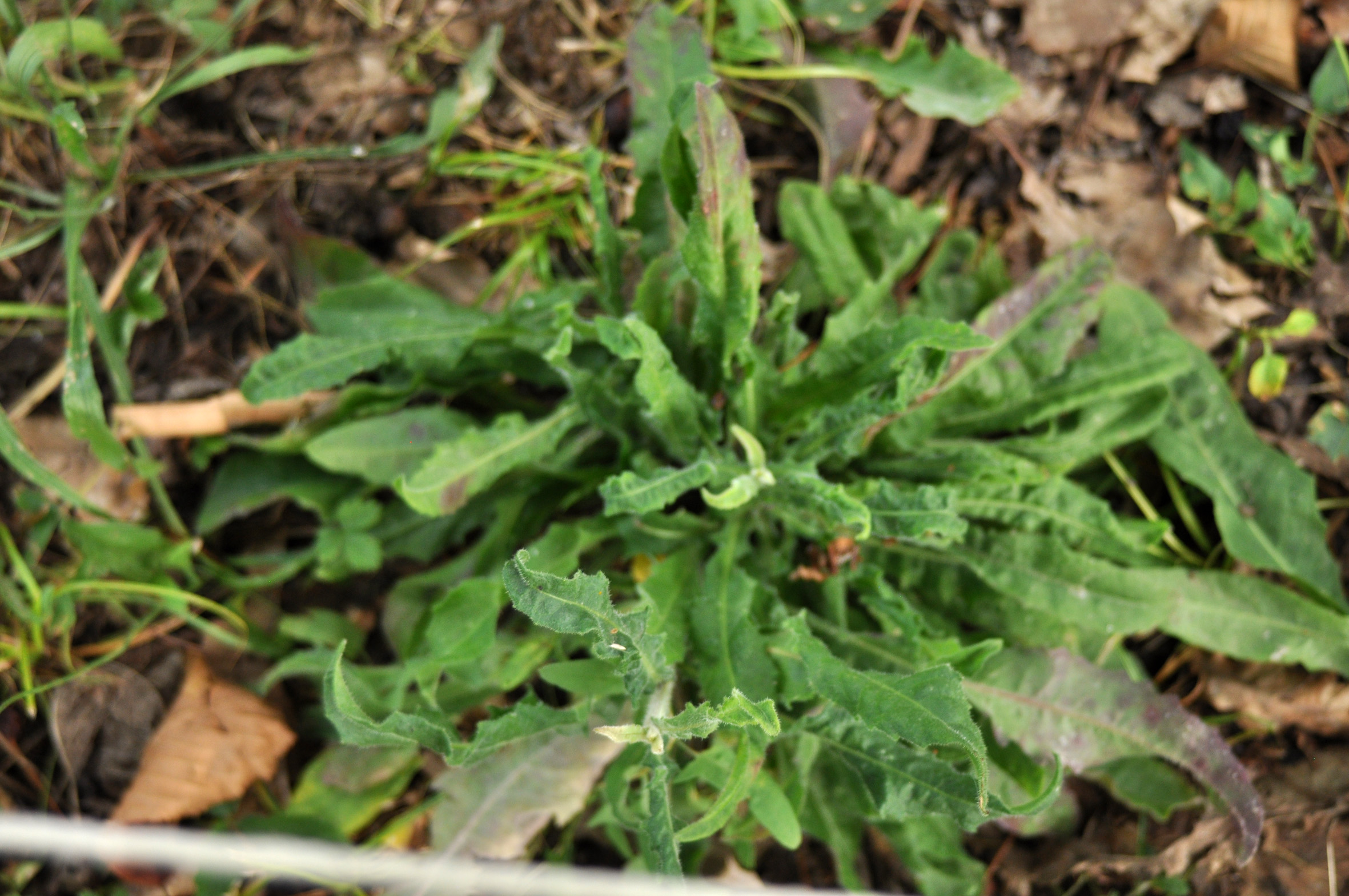 PICRIS HIERACICOIDES L. - aspraggine comune/foto